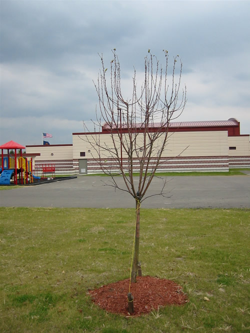 Fall Tree